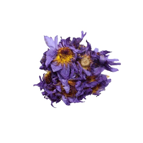 Blauer Lotus Blume, Premium Qualität